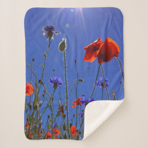 Rote und lila Rose, die sich einem blauen Himmel u Sherpadecke