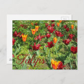 Rote und orange Blume Tulips Blumenfotografie Postkarte (Vorne/Hinten)