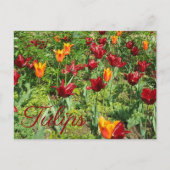 Rote und orange Blume Tulips Blumenfotografie Postkarte (Vorderseite)