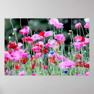 Rote und rosa Mohnblumen Poster
