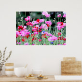 Rote und rosa Poppies Poster (Küche)