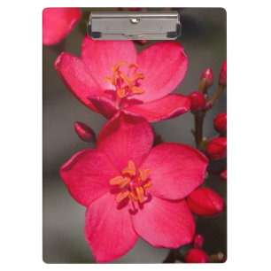 Rote und rosa tropische Fidschi-Blumen Klemmbrett