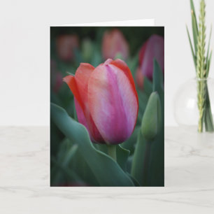 Rote und rosa Tulip Grußkarte Karte