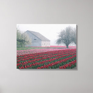 Rote und rosa Tulpen begrüßen den Tag an einem neb Leinwanddruck