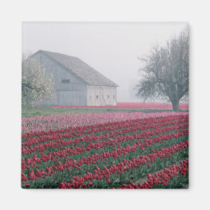 Rote und rosa Tulpen begrüßen den Tag an einem neb Magnet