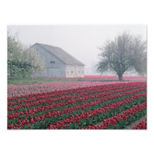 Rote und rosa Tulpen heißen den Tag auf einem Mis Fotodruck