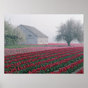 Rote und rosafarbene Tulpen laden zum Verweilen ei Poster