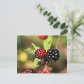 Rote und schwarze BlackBerry-Früchte. Postkarte (Stehend Vorderseite)