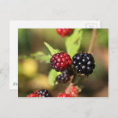 Rote und schwarze BlackBerry-Früchte. Postkarte (Vorne/Hinten)