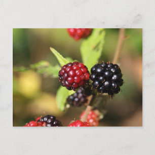 Rote und schwarze BlackBerry-Früchte. Postkarte