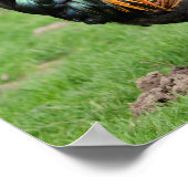 Rote und schwarze Hahn Poster (Ecke)