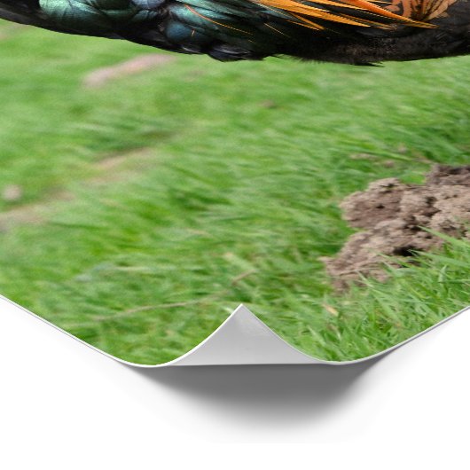 Rote und schwarze Hahn Poster (Ecke)