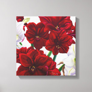 Rote und weiße Amaryllis 2008 Leinwanddruck