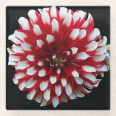 Rote und Weiße Dahlienblume Glasuntersetzer (Vorderseite)