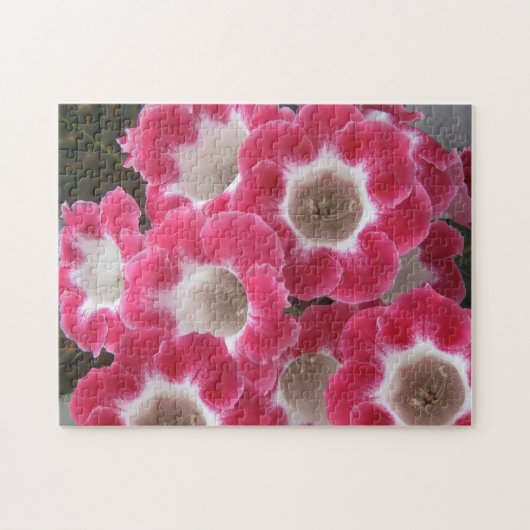 Rote und weiße Gloxinia-Blume. Puzzle (Horizontal)