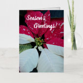 Rote und weiße Poinsettia Floral (Vorderseite)