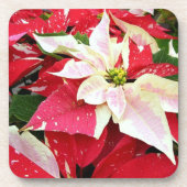 Rote und weiße Poinsettia Holiday Beverage Coaster Getränkeuntersetzer (Vorderseite)
