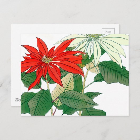 Rote und weiße Poinsettia Postkarte (Vorne/Hinten)