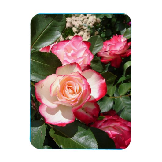 Rote und weiße Rose Blume Blumenkarte Rose Magnet (Vertikal)