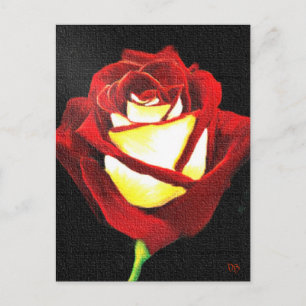 Rote und weiße Rose Postkarte