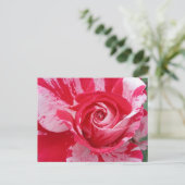 Rote und weiße Rose Postkarte (Stehend Vorderseite)