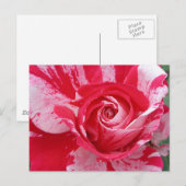 Rote und weiße Rose Postkarte (Vorne/Hinten)