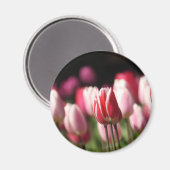 Rote und weiße sowie rosa Tulpen Magnet (Vorderseite/Rückseite)