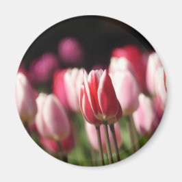 Rote und weiße sowie rosa Tulpen Magnet