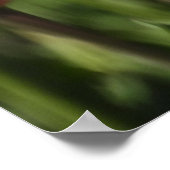 Rote und weiße sowie rosa Tulpen Poster (Ecke)