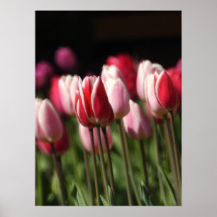 Rote und weiße sowie rosa Tulpen Poster