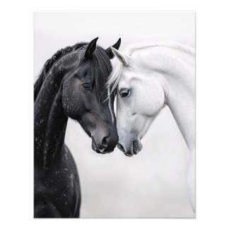 Rote und weiße Stallion Kunst Fotodruck