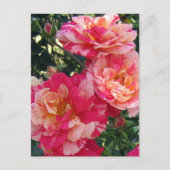 Rote und weiße Streifen Rose bearbeitbare Postkart Postkarte (Vorderseite)