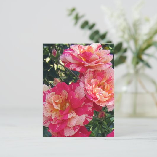 Rote und weiße Streifen Rose bearbeitbare Postkart Postkarte (Stehend Vorderseite)