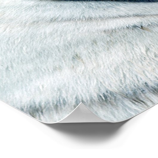 Rote und weiße Tiger stehen einander gegenüber Poster (Ecke)