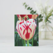 Rote und weiße Tulip Postkarte (Stehend Vorderseite)