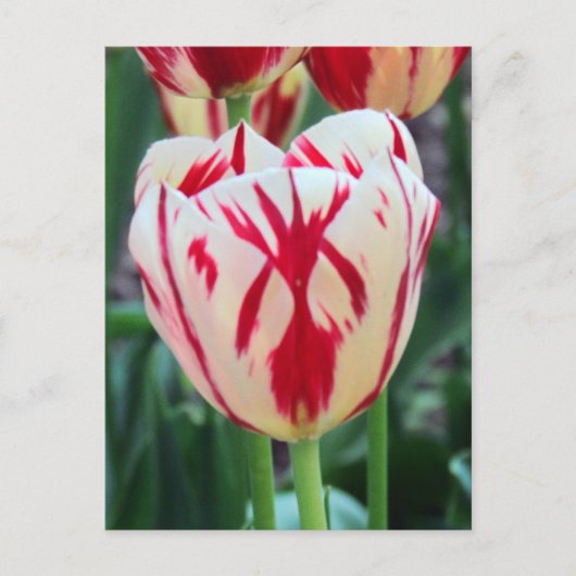 Rote und weiße Tulip Postkarte (Vorderseite)