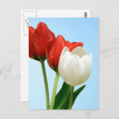 Rote und weiße Tulissen Postkarte (Vorne/Hinten)