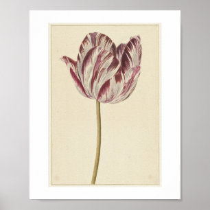 Rote und weiße Tulpe (1700 - 1800) von anonym Poster