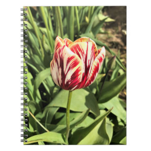 Rote und weiße Tulpe Notizblock