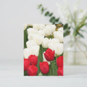 Rote und weiße Tulpen Postkarte (Stehend Vorderseite)
