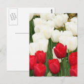 Rote und weiße Tulpen Postkarte (Vorne/Hinten)