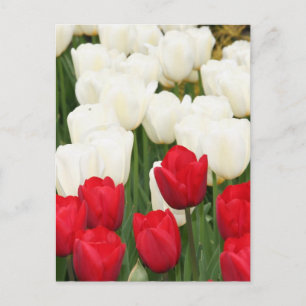 Rote und weiße Tulpen Postkarte