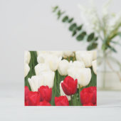 Rote und weiße Tulpen Postkarte (Stehend Vorderseite)