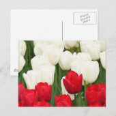 Rote und weiße Tulpen Postkarte (Vorne/Hinten)