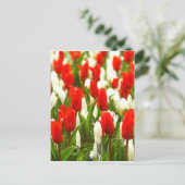 Rote und weiße Tulpen Postkarte (Stehend Vorderseite)