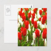 Rote und weiße Tulpen Postkarte (Vorne/Hinten)