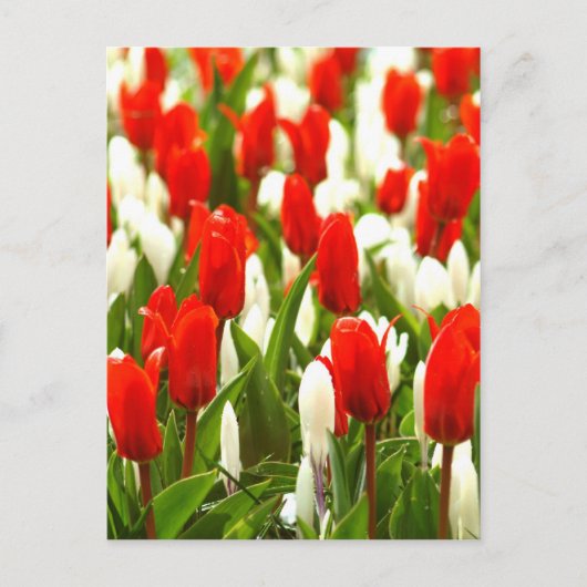 Rote und weiße Tulpen Postkarte (Vorderseite)