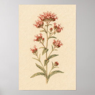 Rote Valerian-Botanikstudie 12 × 18 Poster