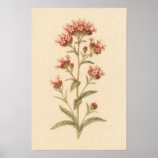 Rote Valerian-Botanikstudie | 12 × 18 Poster (Vorne)