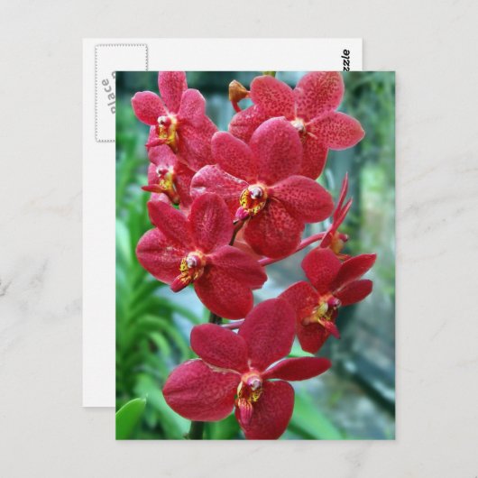 Rote Vanda-Orchideen Postkarte (Vorne/Hinten)